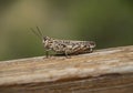 Grasshopper close up watching from a wooden plank at daytime