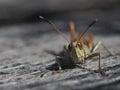 Grasshopper close up Royalty Free Stock Photo