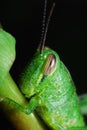 Grasshopper Closeup