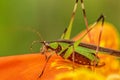 Grasshopper Closeup