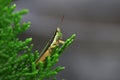 Grasshopper closeup