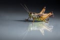 Grasshopper closeup on dark background