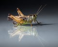 Grasshopper closeup on dark background