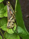 Grasshopper closeup eating leaf on planter