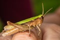 Grasshopper closeup on human hand