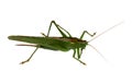 Grasshopper closeup isolated Royalty Free Stock Photo