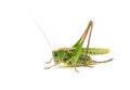 Grasshopper closeup. Side view.