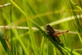 Grasshopper closeup in the summer time and back light