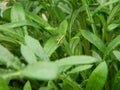 A small striped grasshopper crouched in the grass Royalty Free Stock Photo