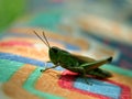 Grasshopper on coloured texture Royalty Free Stock Photo