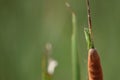 Grasshopper on the common cattail