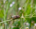 Grasshopper common, green meadow. Species of insects that live in fields, meadows, swamps