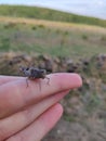 Grasshopper common on human hand