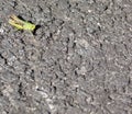 Grasshopper Common,Grasshopper on tarmac road space left for text copy writing