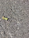 Grasshopper Common,Grasshopper on tarmac road space left for text copy writing