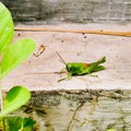 grasshopper on concrete Royalty Free Stock Photo