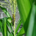 Grasshopper on a corn tree Royalty Free Stock Photo
