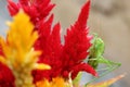 Peeping Grasshopper on a Flower