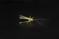 Grasshopper or cricket dying on black background