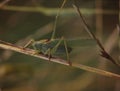 Grasshopper crouches