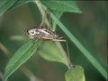 Grasshopper crouches