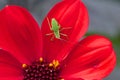 Grasshopper on a dahlia Royalty Free Stock Photo