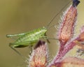 Grasshopper on a daisy Royalty Free Stock Photo