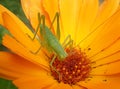 Grasshopper on a daisy Royalty Free Stock Photo