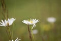 Grasshopper and Daisy Royalty Free Stock Photo