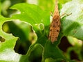grasshopper on a damaged green leaf Royalty Free Stock Photo