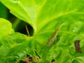 grasshopper on a damaged green leaf Royalty Free Stock Photo