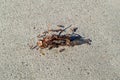 Grasshopper Death