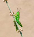 Grasshopper on desert sage Royalty Free Stock Photo