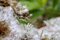 Grasshopper with dew on the blooming lush flower