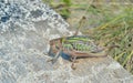 Grasshopper, doe 5 Royalty Free Stock Photo