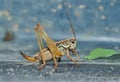 Grasshopper, doe 7 Royalty Free Stock Photo