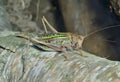 Grasshopper, doe 8 Royalty Free Stock Photo