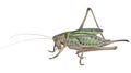 Grasshopper, doe 3 Royalty Free Stock Photo