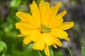 Grasshopper drinking from Coreopsis flower Royalty Free Stock Photo