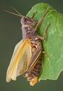 Grasshopper drying wings Royalty Free Stock Photo