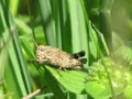 grasshopper easting green leaf Royalty Free Stock Photo