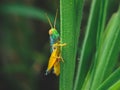 Grasshopper eat grass