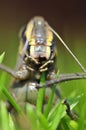 Grasshopper eating grass