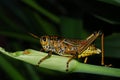 Grasshopper eating grass