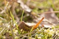 Grasshopper eating green grass in the morning Royalty Free Stock Photo