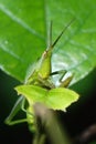 Grasshopper eating on a green leaf