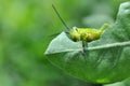 Grasshopper eating green leaf closeup