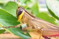 Grasshopper eating a leaf.