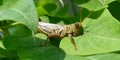 Grasshopper eating