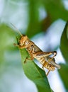 Grasshopper eating leaves Royalty Free Stock Photo